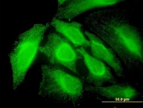 Monoclonal Anti-RNF14 antibody produced in mouse clone 4G9, purified immunoglobulin, buffered aqueous solution