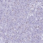 Anti-SUGP2 antibody produced in rabbit Prestige Antibodies® Powered by Atlas Antibodies, affinity isolated antibody, buffered aqueous glycerol solution
