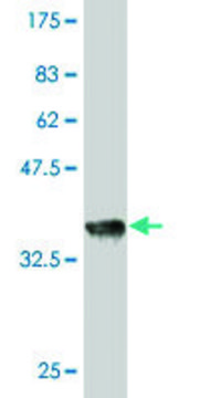 Monoclonal Anti-RAPGEF2 antibody produced in mouse clone 1E8, purified immunoglobulin, buffered aqueous solution