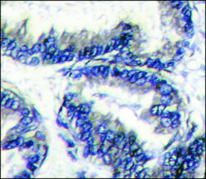 Anti-DCAMKL1 (C-term) antibody produced in rabbit IgG fraction of antiserum, buffered aqueous solution