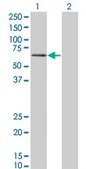 Monoclonal Anti-PKNOX1 antibody produced in mouse clone 2A12, purified immunoglobulin, buffered aqueous solution