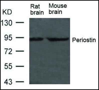 Anti-Postn antibody produced in rabbit affinity isolated antibody