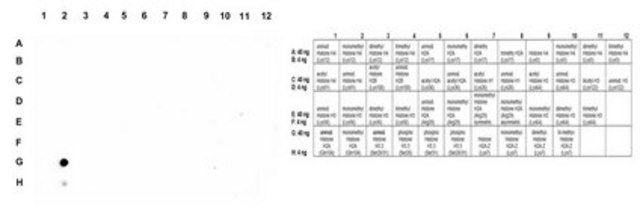 抗单甲基组蛋白H2A（Gln104） from rabbit, purified by affinity chromatography