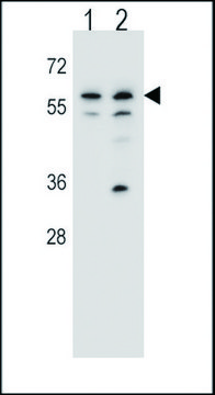 ANTI-MOUSE PINK (CENTER) antibody produced in rabbit IgG fraction of antiserum, buffered aqueous solution