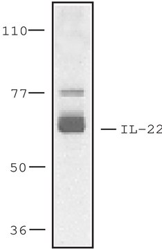 Anti-Interleukin-22 Receptor, N-Terminal antibody produced in rabbit ~1&#160;mg/mL, affinity isolated antibody, buffered aqueous solution