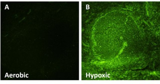 Anti-EF5 Antibody, clone ELK3-51 Antibody, Alexa Fluor&#8482; 488 conjugate clone ELK3-51, from mouse, ALEXA FLUOR&#8482; 488