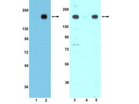 Anti-phospho-IRS1 (Tyr608) mouse/ (Tyr612) human Antibody Upstate&#174;, from rabbit