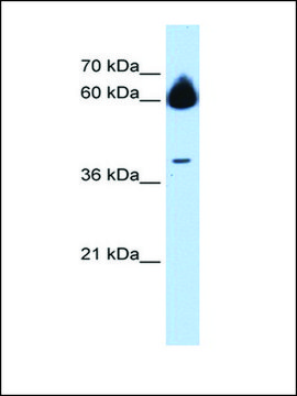 Anti-MMP23B antibody produced in rabbit affinity isolated antibody