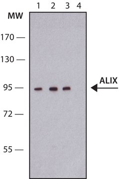 Anti-ALIX antibody produced in rabbit ~1.0&#160;mg/mL, affinity isolated antibody