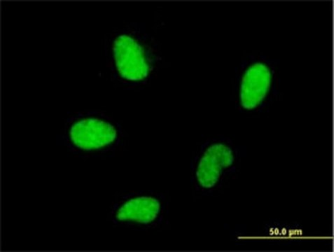 Anti-HMGA2 Mouse mAb (2D10) liquid, clone 2D10, Calbiochem&#174;