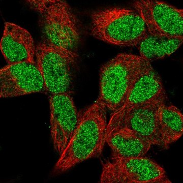 Anti-PCGF2 antibody produced in rabbit Prestige Antibodies&#174; Powered by Atlas Antibodies, affinity isolated antibody