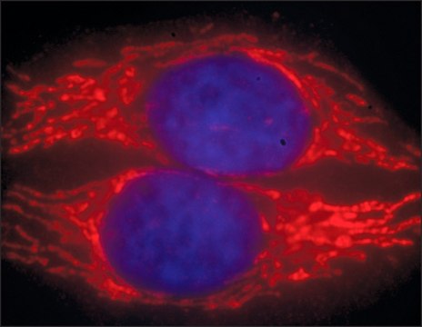 Anti-Mouse IgG (H+L), CF&#8482; 594 antibody produced in goat ~2&#160;mg/mL, affinity isolated antibody