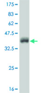 Monoclonal Anti-NEUROG2 antibody produced in mouse clone 2A8, purified immunoglobulin, buffered aqueous solution