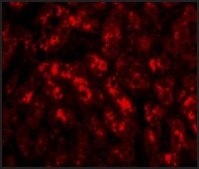 Anti-TREX2 antibody produced in rabbit affinity isolated antibody, buffered aqueous solution
