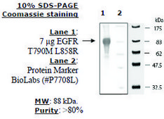EGFR (T790M L858R) Active human recombinant, expressed in baculovirus infected insect cells, ≥70% (SDS-PAGE)
