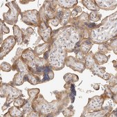 Anti-TUFT1 antibody produced in rabbit Prestige Antibodies® Powered by Atlas Antibodies, affinity isolated antibody, buffered aqueous glycerol solution
