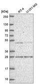 Anti-MBD2 antibody produced in rabbit Prestige Antibodies® Powered by Atlas Antibodies, affinity isolated antibody