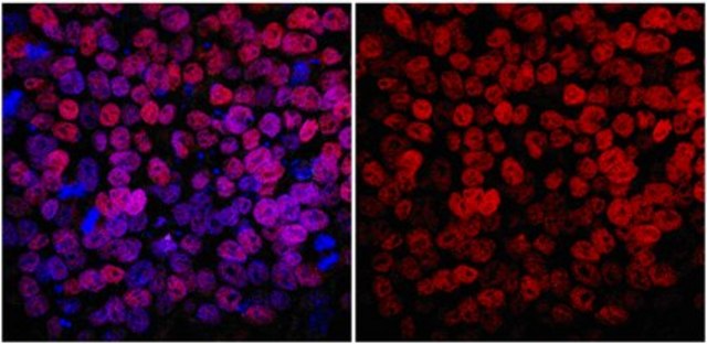 Anti-NANOG Antibody, clone 7F7.1 clone 7F7.1, from mouse