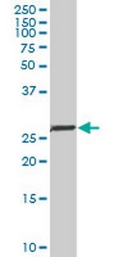 Anti-NKX2-5 Mouse mAb (1E4-G5) liquid, clone 1E4-G5, Calbiochem&#174;