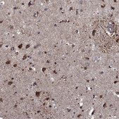 Anti-CLSTN1 antibody produced in rabbit Prestige Antibodies® Powered by Atlas Antibodies, affinity isolated antibody, buffered aqueous glycerol solution