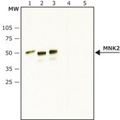 Anti-MNK2 (N-terminal) antibody produced in rabbit ~1.0 mg/mL, affinity isolated antibody, buffered aqueous solution