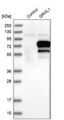 Anti-GRHL1 antibody produced in rabbit Ab2, Prestige Antibodies® Powered by Atlas Antibodies, affinity isolated antibody, buffered aqueous glycerol solution