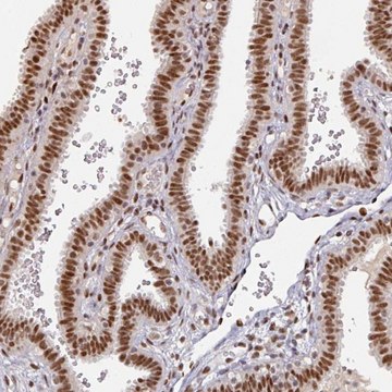 Anti-MEPCE antibody produced in rabbit Prestige Antibodies&#174; Powered by Atlas Antibodies, affinity isolated antibody, buffered aqueous glycerol solution