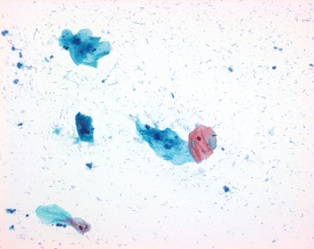 Papanicolaou EA-50 HARLECO&#174; Cytoplasmic counterstain for Pap staining technique