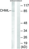 Anti-CHML antibody produced in rabbit affinity isolated antibody