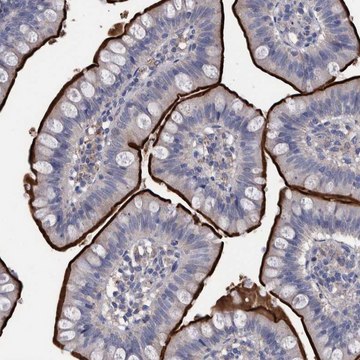 Anti-DLL4 antibody produced in rabbit Prestige Antibodies&#174; Powered by Atlas Antibodies, affinity isolated antibody, buffered aqueous glycerol solution