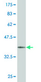 Monoclonal Anti-SUPT5H, (C-terminal) antibody produced in mouse clone 1G3, purified immunoglobulin, buffered aqueous solution