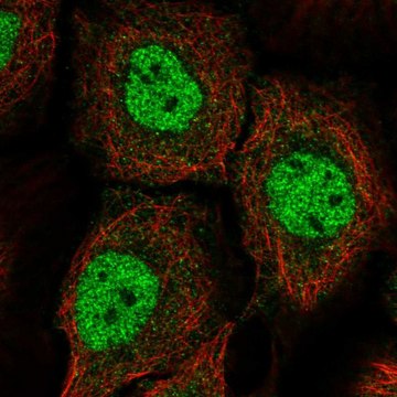 Anti-BNC1 antibody produced in rabbit Prestige Antibodies&#174; Powered by Atlas Antibodies, affinity isolated antibody