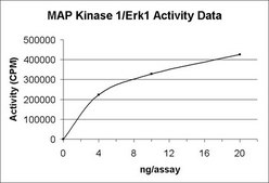 MAP Kinase 1/Erk1 Protein, active, 10 µg Active, recombinant, full-length, human MAP Kinase 1/Erk1 containing an N-terminal GST tag, for use in Kinase Assays.
