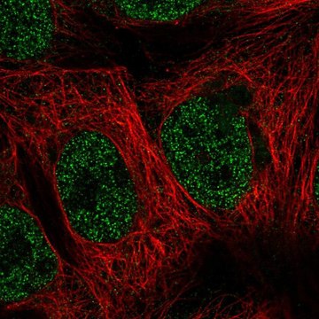 Anti-MAP3K7CL antibody produced in rabbit Prestige Antibodies&#174; Powered by Atlas Antibodies, affinity isolated antibody