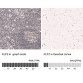Monoclonal Anti-Klf2 Antibody Produced In Mouse Prestige Antibodies® Powered by Atlas Antibodies, clone CL14502, affinity isolated antibody, buffered aqueous glycerol solution