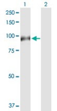 Anti-HAP1 antibody produced in rabbit purified immunoglobulin, buffered aqueous solution