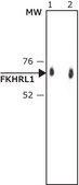 Anti-FKHRL1 (FOXO3a) antibody produced in rabbit affinity isolated antibody, buffered aqueous solution