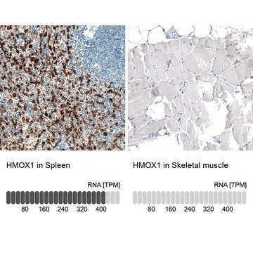 Monoclonal Anti-HMOX1 antibody produced in mouse Prestige Antibodies® Powered by Atlas Antibodies, clone CL11669, purified immunoglobulin, buffered aqueous glycerol solution