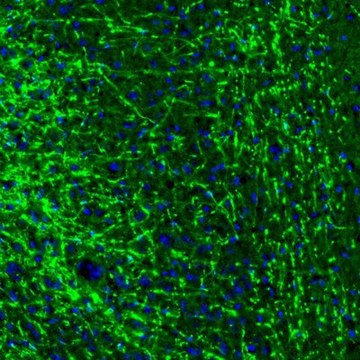 Anti-MBP antibody produced in rabbit Prestige Antibodies&#174; Powered by Atlas Antibodies, affinity isolated antibody, buffered aqueous glycerol solution