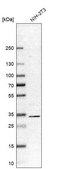 Anti-RACK1 antibody produced in rabbit affinity isolated antibody, buffered aqueous glycerol solution