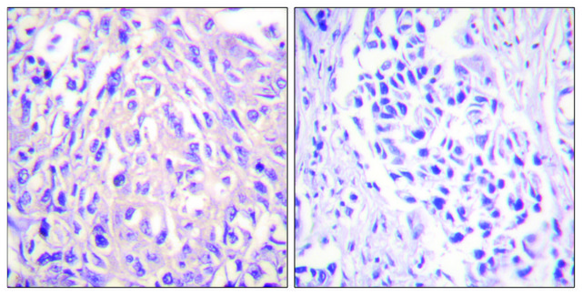 Anti-UBE1L, antibody produced in rabbit affinity isolated antibody