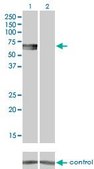 Monoclonal Anti-BMPR1B antibody produced in mouse clone 2F3, purified immunoglobulin, buffered aqueous solution