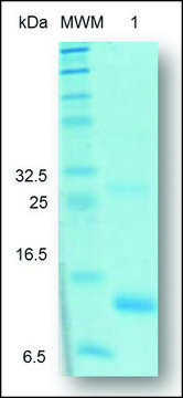 Activin A active human Animal-component free, recombinant, expressed in Nicotiana, &gt;97% (SDS-PAGE)