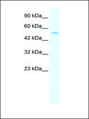Anti-IRF8 antibody produced in rabbit affinity isolated antibody