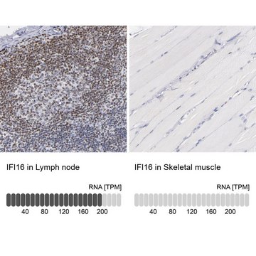 Anti-IFI16 antibody produced in rabbit Prestige Antibodies&#174; Powered by Atlas Antibodies, affinity isolated antibody, buffered aqueous glycerol solution