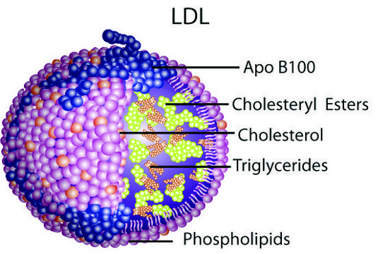 低密度脂蛋白 来源于人类血浆 lyophilized powder