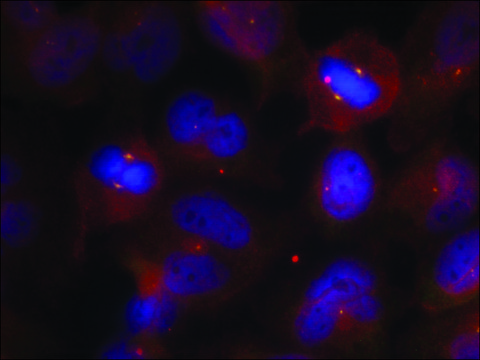 Anti-phospho-SYT2 (pThr202) antibody produced in rabbit affinity isolated antibody