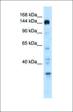 Anti-PER2 antibody produced in rabbit affinity isolated antibody