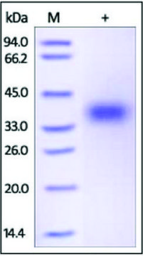 CD47 human recombinant, expressed in HEK 293 cells, &#8805;95% (SDS-PAGE)