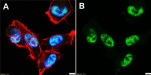 Anti-THOC1 Antibody, clone 5N17 ZooMAb® Rabbit Monoclonal recombinant, expressed in HEK 293 cells
